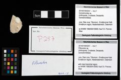 Foto (Objekt + Etikett) von Pithonoton sp.  (NHMW-GEO-2014-0194-0257)